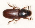 Rust Red & Flour Beetles